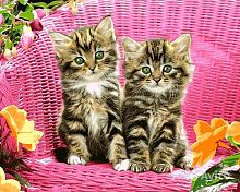 Картина по номерам Paintboy GX26530, холст на подрамнике, 40x50 см