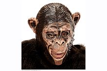 Маска Шимпанзе 00425, черная резина, размер универсальный